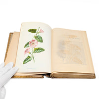 Familiar Wildflowers by F. Edward Hulme, First Series W/ Hand Painted Cover