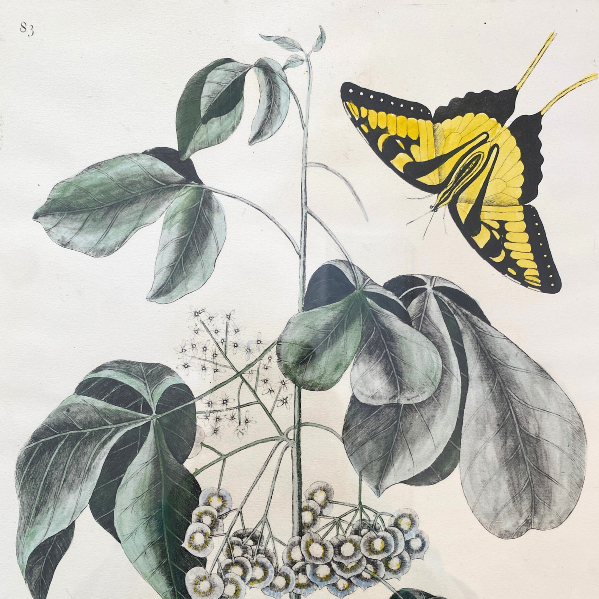 Marc Catesby Etchings Hand-Colored by Thomas Williams (Pair)