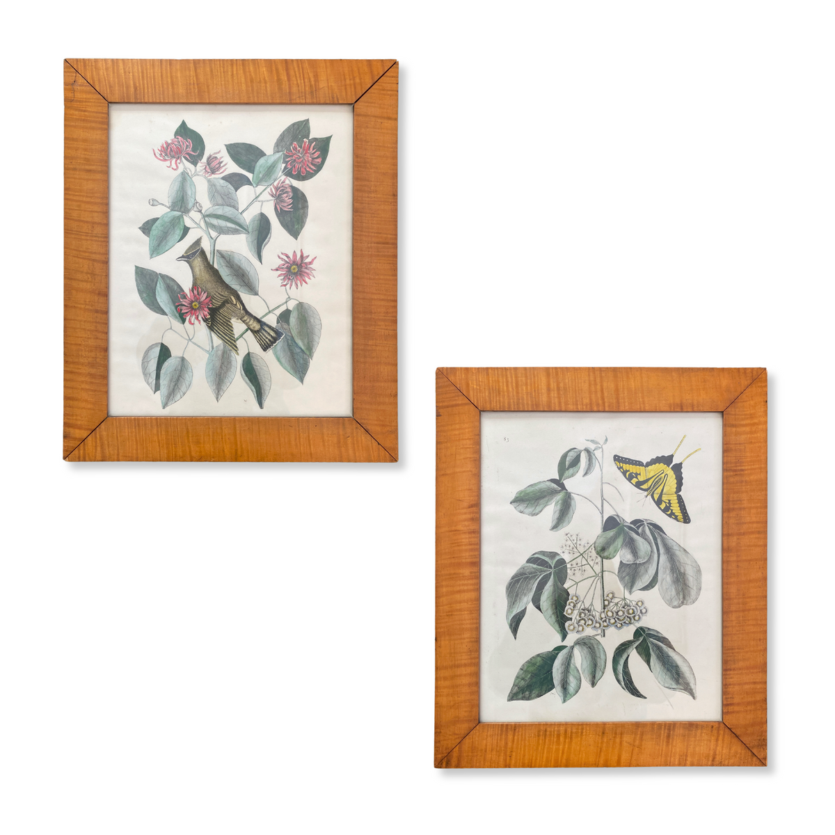 Marc Catesby Etchings Hand-Colored by Thomas Williams (Pair)
