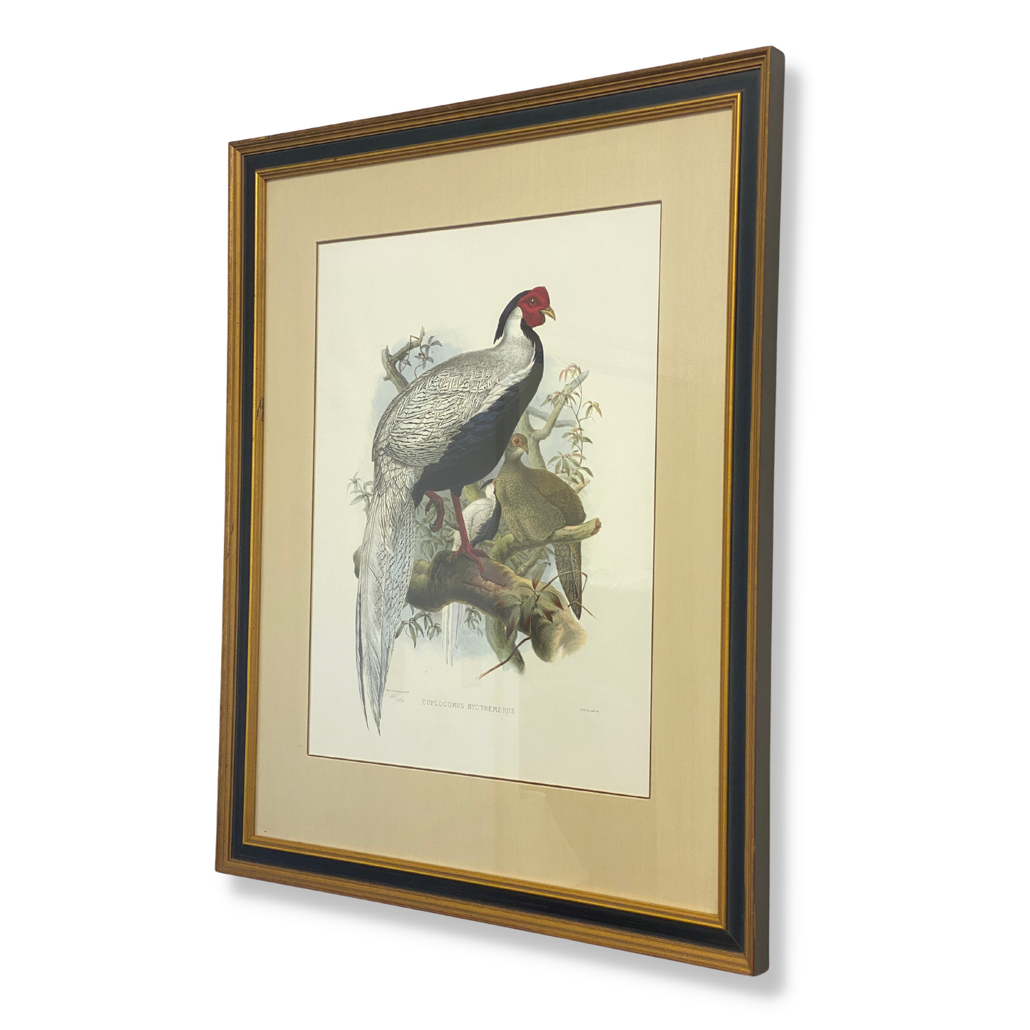 Framed Daniel Elliot Silver Pheasant Lithograph