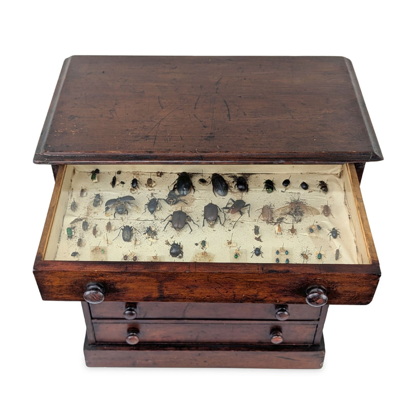 Antique 6-Drawer Entomology/Insect Cabinet & Collection