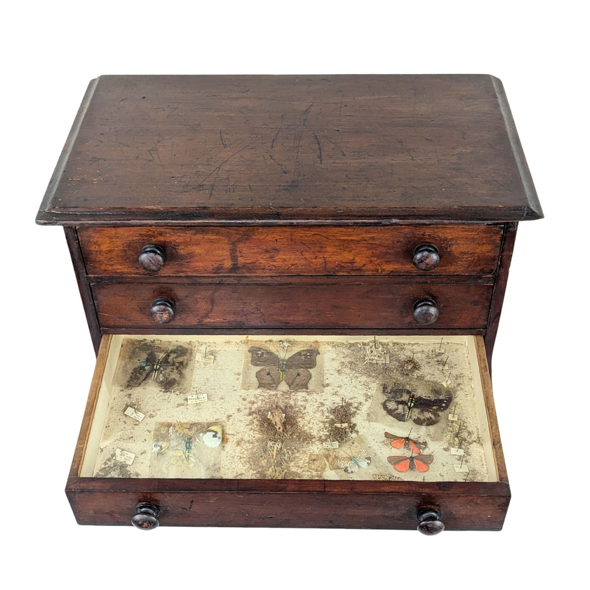 Antique 6-Drawer Entomology/Insect Cabinet & Collection
