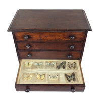 Antique 6-Drawer Entomology/Insect Cabinet & Collection