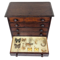 Antique 6-Drawer Entomology/Insect Cabinet & Collection