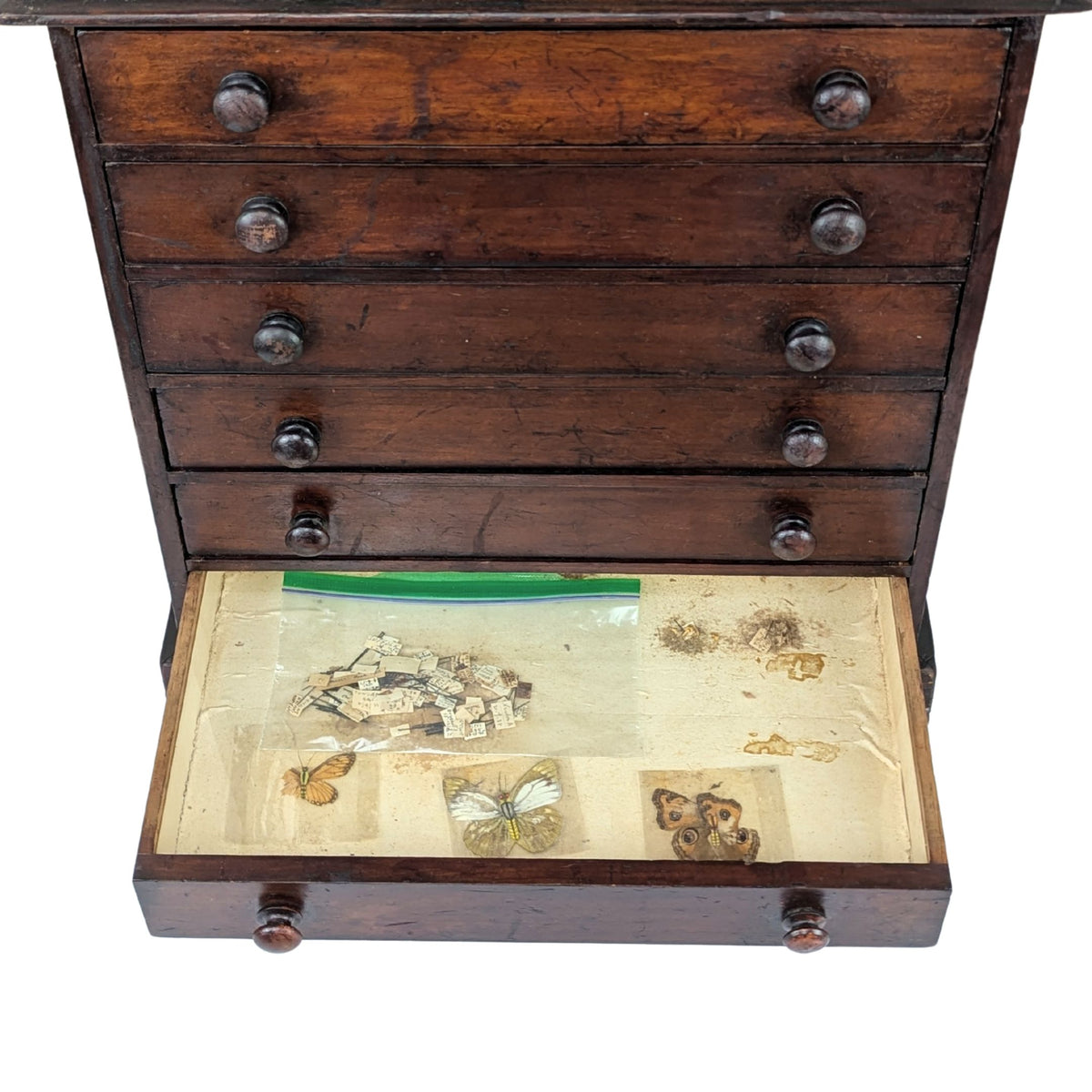Antique 6-Drawer Entomology/Insect Cabinet & Collection