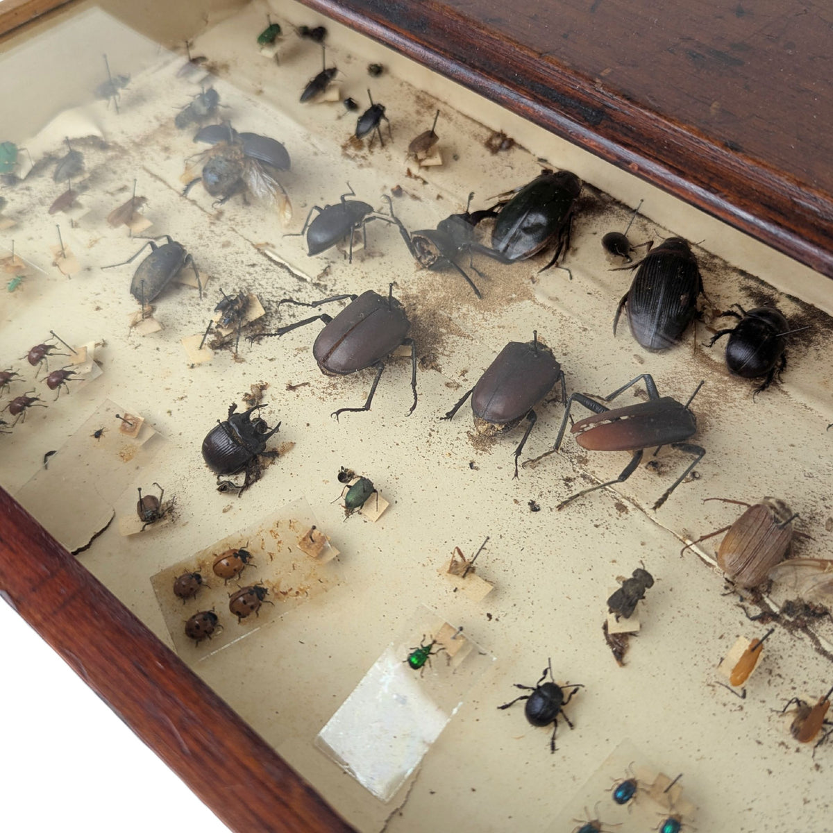 Antique 6-Drawer Entomology/Insect Cabinet & Collection