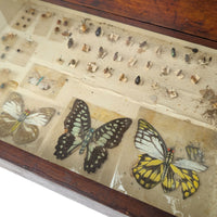 Antique 6-Drawer Entomology/Insect Cabinet & Collection