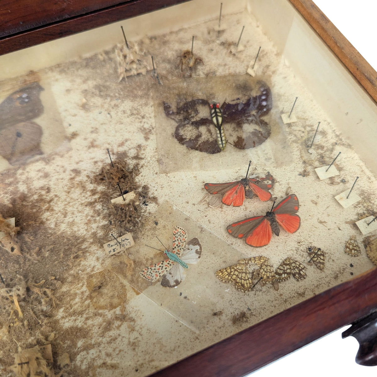 Antique 6-Drawer Entomology/Insect Cabinet & Collection