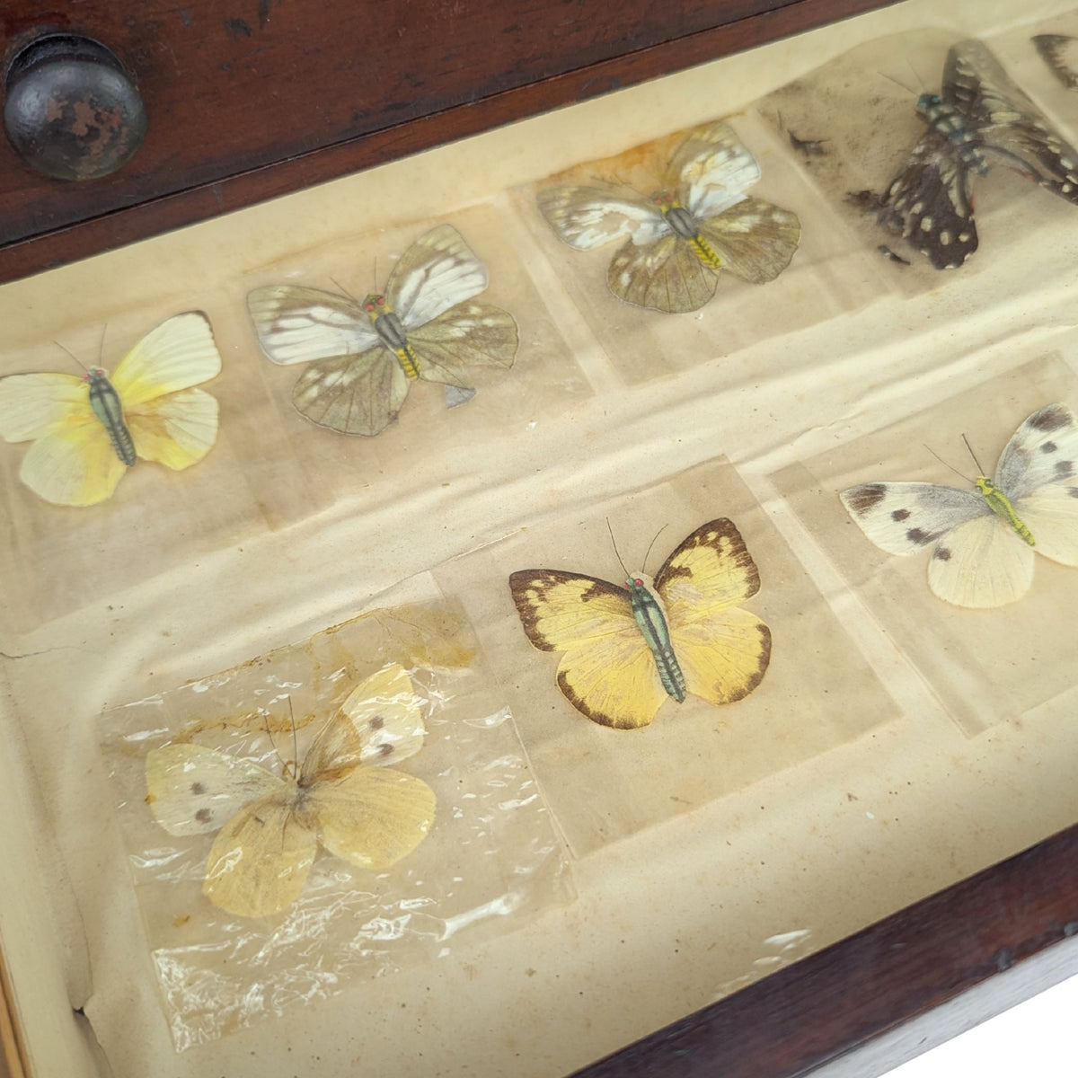 Antique 6-Drawer Entomology/Insect Cabinet & Collection