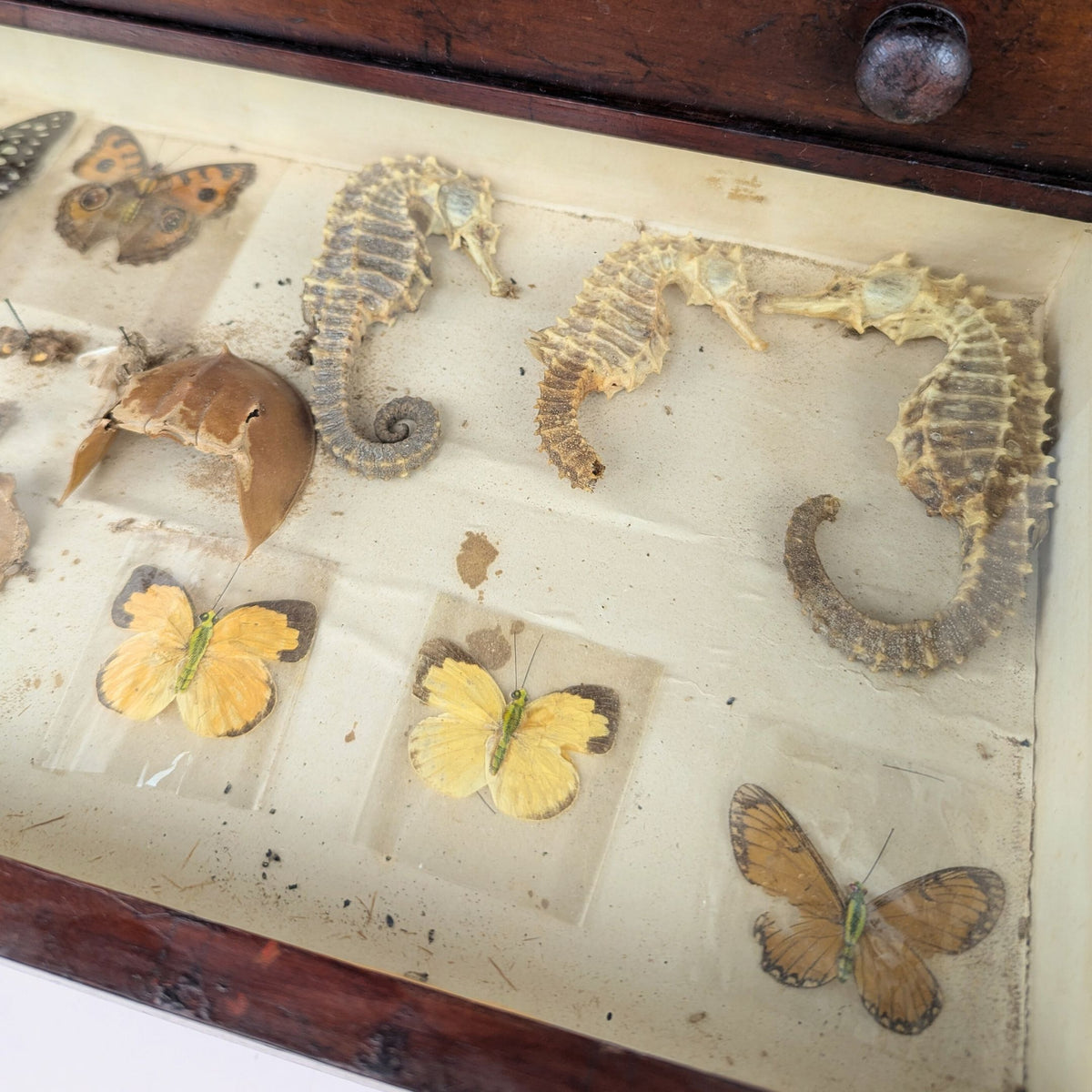 Antique 6-Drawer Entomology/Insect Cabinet & Collection