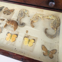 Antique 6-Drawer Entomology/Insect Cabinet & Collection