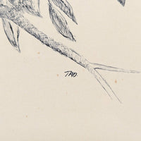 Framed Original Pen & Ink Drawing, Signed